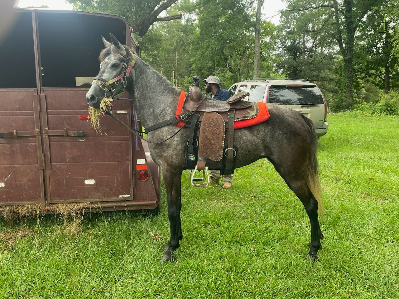 Cockrell's horse sale